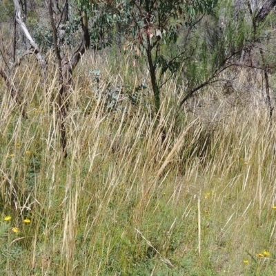 Austrostipa densiflora (Foxtail Speargrass) at Mount Majura - 5 Jan 2021 by Avery