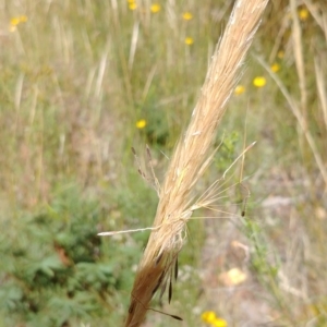 Austrostipa densiflora at Downer, ACT - 5 Jan 2021 11:42 AM