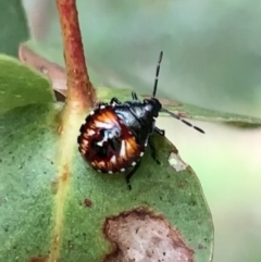 Pentatomidae (family) (Shield or Stink bug) at Murrumbateman, NSW - 5 Jan 2021 by SimoneC
