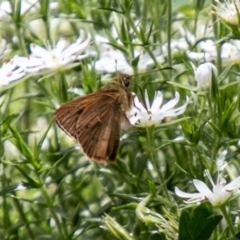 Timoconia flammeata (Bright Shield-skipper) at Paddys River, ACT - 2 Dec 2020 by SWishart