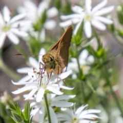 Timoconia flammeata at Paddys River, ACT - 2 Dec 2020