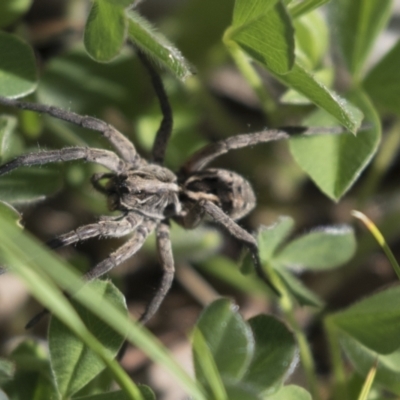 Tasmanicosa sp. (genus) (Unidentified Tasmanicosa wolf spider) at Mount Ainslie - 12 Oct 2020 by AlisonMilton