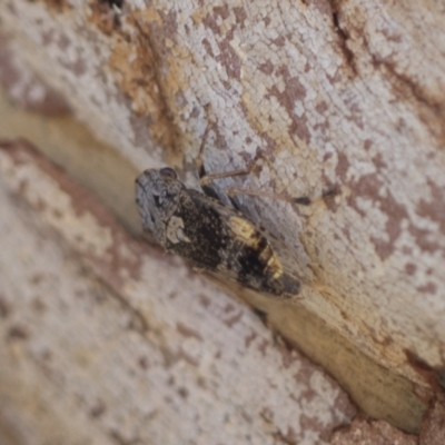 Stenocotis depressa (Leafhopper) at Macquarie, ACT - 30 Nov 2020 by AlisonMilton