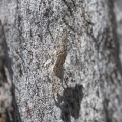 Ledromorpha planirostris (A leafhopper) at Cook, ACT - 1 Dec 2020 by AlisonMilton