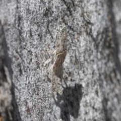 Ledromorpha planirostris (A leafhopper) at Cook, ACT - 30 Nov 2020 by AlisonMilton
