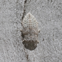 Ledromorpha planirostris (A leafhopper) at Cook, ACT - 1 Dec 2020 by AlisonMilton