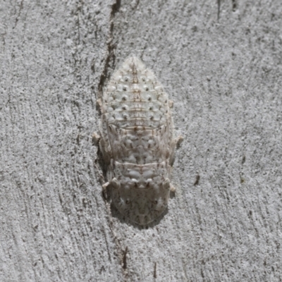 Ledromorpha planirostris (A leafhopper) at Cook, ACT - 1 Dec 2020 by AlisonMilton