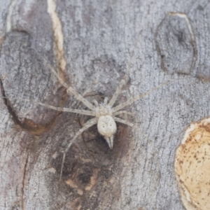 Tamopsis sp. (genus) at Cook, ACT - 1 Dec 2020 11:14 AM