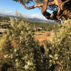 Bursaria spinosa (Native Blackthorn, Sweet Bursaria) at Cooleman Ridge - 5 Jan 2021 by Nat