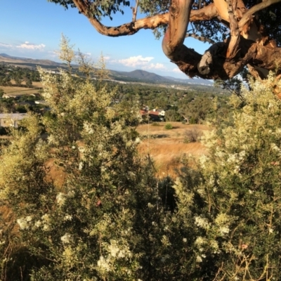 Bursaria spinosa (Native Blackthorn, Sweet Bursaria) at Cooleman Ridge - 5 Jan 2021 by Nat