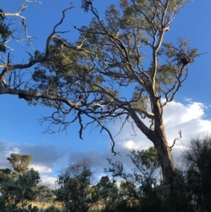 Eucalyptus polyanthemos at Cooleman Ridge - 5 Jan 2021 07:20 PM