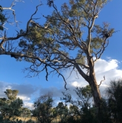 Eucalyptus polyanthemos (Red Box) at Cooleman Ridge - 5 Jan 2021 by Nat