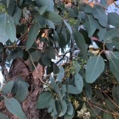 Eucalyptus polyanthemos at Cooleman Ridge - 5 Jan 2021 07:20 PM