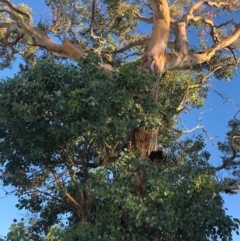 Eucalyptus polyanthemos at Cooleman Ridge - 5 Jan 2021 07:20 PM