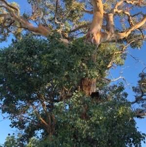 Eucalyptus polyanthemos at Cooleman Ridge - 5 Jan 2021 07:20 PM