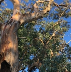 Eucalyptus polyanthemos at Cooleman Ridge - 5 Jan 2021 07:20 PM