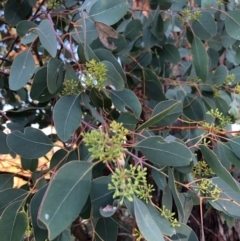 Eucalyptus polyanthemos at Cooleman Ridge - 5 Jan 2021 07:20 PM