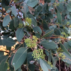 Eucalyptus polyanthemos at Cooleman Ridge - 5 Jan 2021 07:20 PM