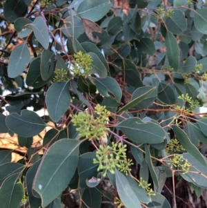 Eucalyptus polyanthemos at Chapman, ACT - 5 Jan 2021