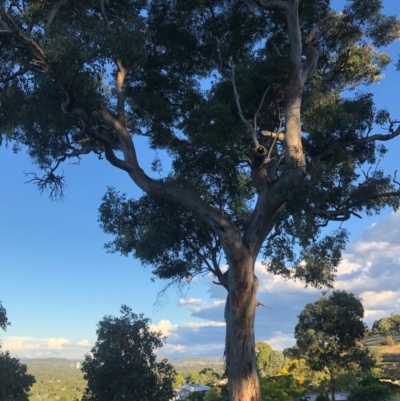 Eucalyptus polyanthemos (Red Box) at Chapman, ACT - 5 Jan 2021 by Nat