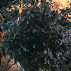 Eucalyptus polyanthemos at Cooleman Ridge - 5 Jan 2021 07:25 PM