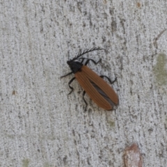 Porrostoma sp. (genus) (Lycid, Net-winged beetle) at Cook, ACT - 1 Dec 2020 by AlisonMilton
