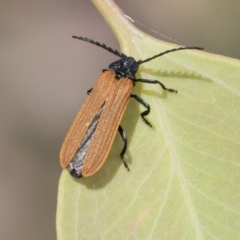 Porrostoma sp. (genus) (Lycid, Net-winged beetle) at Cook, ACT - 1 Dec 2020 by AlisonMilton