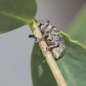Rhinaria sp. (genus) at Cook, ACT - 1 Dec 2020