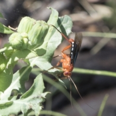 Lissopimpla excelsa (Orchid dupe wasp, Dusky-winged Ichneumonid) at Cook, ACT - 1 Dec 2020 by AlisonMilton