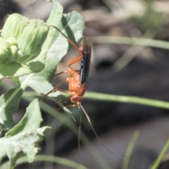 Lissopimpla excelsa at Cook, ACT - 1 Dec 2020