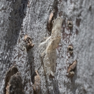 Ledromorpha planirostris at Cook, ACT - 1 Dec 2020 11:27 AM