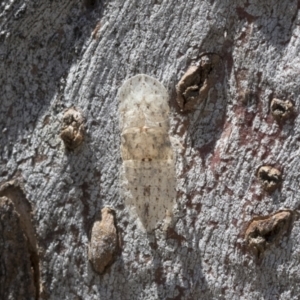 Ledromorpha planirostris at Cook, ACT - 1 Dec 2020 11:27 AM