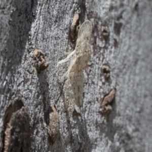 Ledromorpha planirostris at Cook, ACT - 1 Dec 2020 11:27 AM