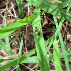 Dicranolaius bellulus (Red and Blue Pollen Beetle) at Murrumbateman, NSW - 3 Jan 2021 by SimoneC