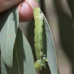 Geometridae (family) IMMATURE at Cook, ACT - 1 Dec 2020 by AlisonMilton