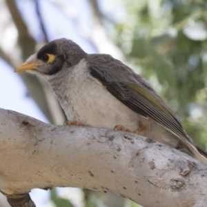 Manorina melanocephala at Cook, ACT - 1 Dec 2020