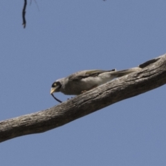 Manorina melanocephala at Cook, ACT - 1 Dec 2020