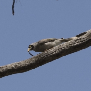 Manorina melanocephala at Cook, ACT - 1 Dec 2020