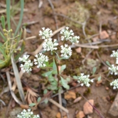 Poranthera microphylla at Yass River, NSW - 31 Oct 2020