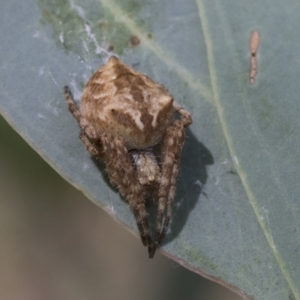 Backobourkia sp. (genus) at Cook, ACT - 1 Dec 2020