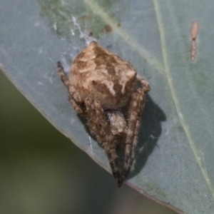 Backobourkia sp. (genus) at Cook, ACT - 1 Dec 2020 12:26 PM