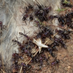 Iridomyrmex purpureus at Hackett, ACT - 2 Jan 2021