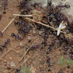 Iridomyrmex purpureus at Hackett, ACT - 2 Jan 2021 11:31 AM