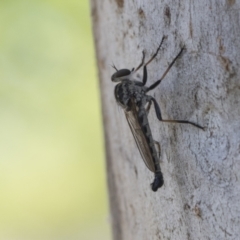 Cerdistus sp. (genus) (Slender Robber Fly) at Cook, ACT - 1 Dec 2020 by AlisonMilton