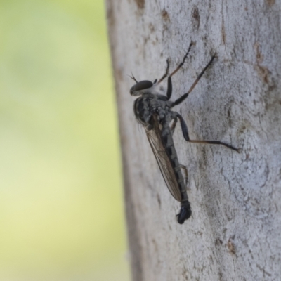 Cerdistus sp. (genus) (Yellow Slender Robber Fly) at Cook, ACT - 1 Dec 2020 by AlisonMilton