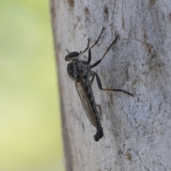 Cerdistus sp. (genus) at Cook, ACT - 1 Dec 2020