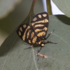 Asura lydia (Lydia Lichen Moth) at Cook, ACT - 1 Dec 2020 by AlisonMilton