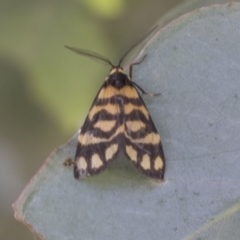 Asura lydia (Lydia Lichen Moth) at Cook, ACT - 1 Dec 2020 by AlisonMilton