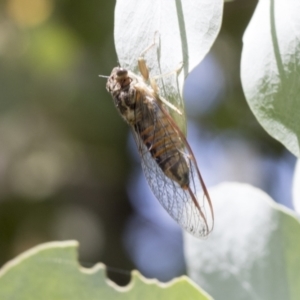 Yoyetta sp. (genus) at Cook, ACT - 1 Dec 2020