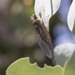 Yoyetta sp. (genus) at Cook, ACT - 1 Dec 2020